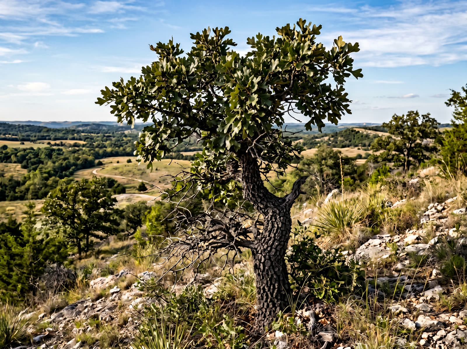 A Blackjack Oak with dark blocky bark and bell-shaped leaves on a rocky North Texas hillside