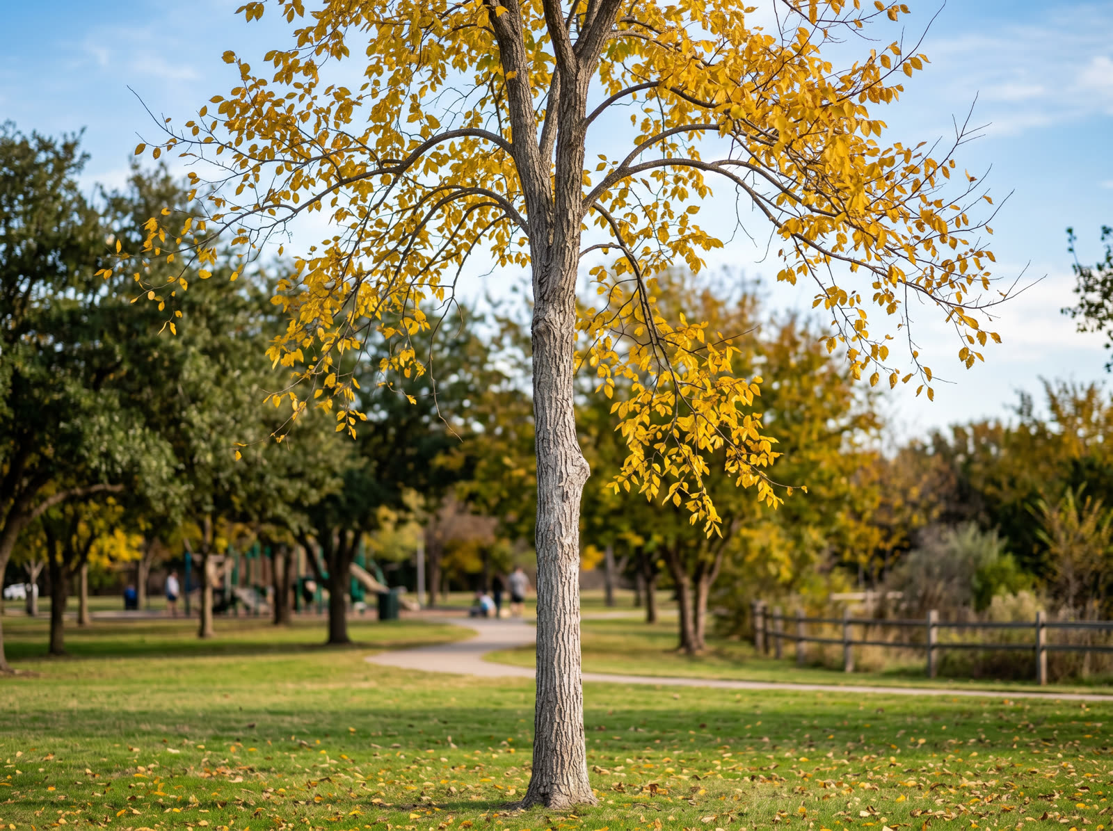 A graceful Cedar Elm in autumn with golden-yellow leaves in a North Texas park